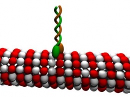 «Природный нанодвигатель» кинезин с пользой использует лишь 20% энергии АТФ - Физики