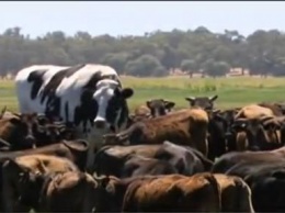 Корова в Австралии весит 1400 кг и достигает 195 см в высоту