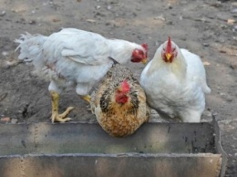 Эксперт дал советы волгоградцам о повышении яйценосности кур в холода