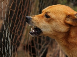 На Бородинском злые собаки напали на детей: один ребенок а больнице в тяжелом состоянии