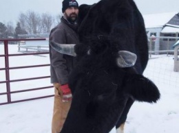 Канадский фермер утверждает, что его бык больше австралийской коровы