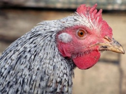 Украина попала в топ мировых экспортеров курятины