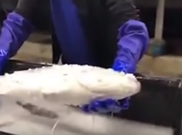 Фейк или на самом деле? По Интернету гуляет видео «возвращения к жизни» замороженного тунца