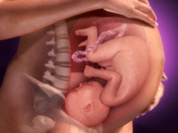 Ученые выяснили, зачем пинаются дети в утробе матери