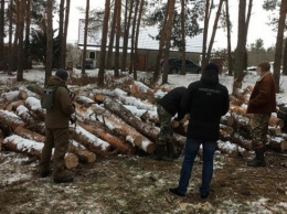 СБУ раскрыла массовое хищение древесины в лесохозяйствах Одесской области