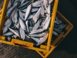 Киевский рыбоохранный патруль выявляет нарушения почти на всех рынках столицы и области