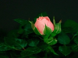 Из подсолнуха в бутон майской розы: почему интимная пластика стала так популярна