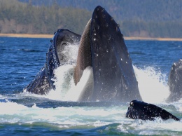 Палеонтологи нашли «промежуточное звено» эволюции усатых китов