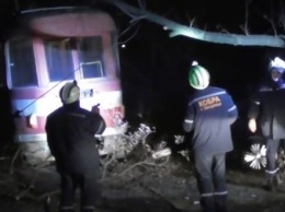 В Запорожье дерево рухнуло на трамвайные пути