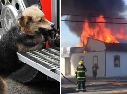 Когда начался пожар, она по одному вынесла из дома всех щенков