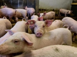 Африканскую чуму свиней обнаружили в четырех областях Украины