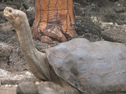 Ученые расшифровали геном последней гигантской черепахи Галапагоса