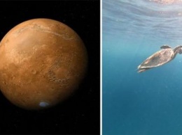 Ученые NASA на Марсе обнаружили новую окаменелость в виде черепахи