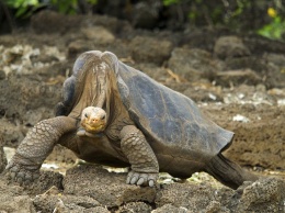 Геном гигантских черепах раскрыл секрет их долголетия