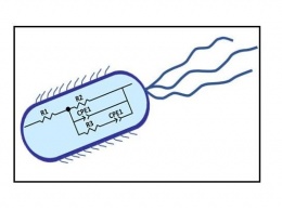 Ученые открыли новые электрохимические методы мониторинга роста микробов