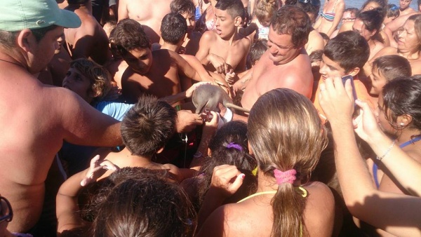 Детеныш дельфина погиб из-за туристов, которые с ним фотографировались