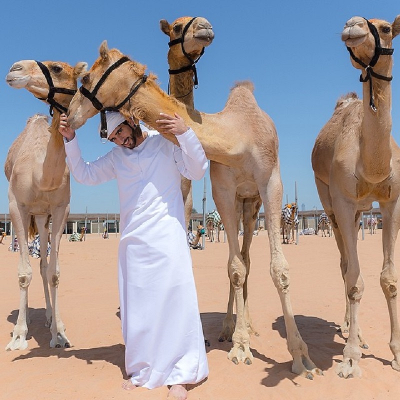Развлечение шейхов. Марван Шейх Дубаи. Бедуины ОАЭ. Хамдан на верблюде. Хамдан ибн Мохаммед путешествие.