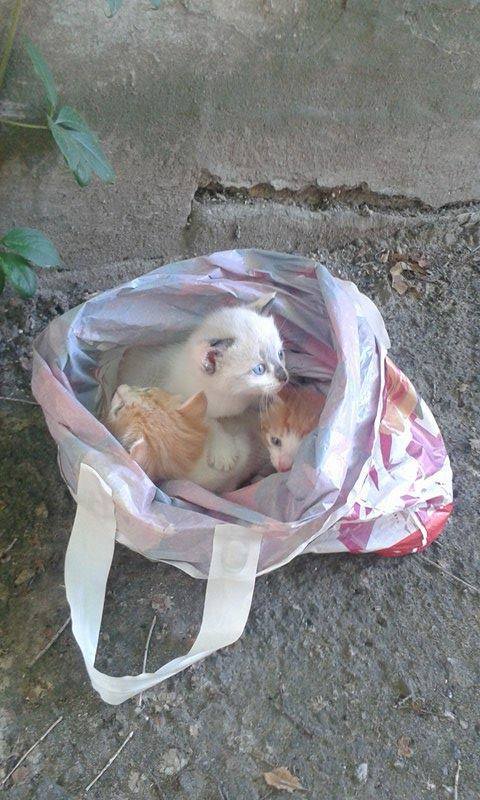 В Николаеве "заботливые" хозяева выбросили троих котят умирать на улице