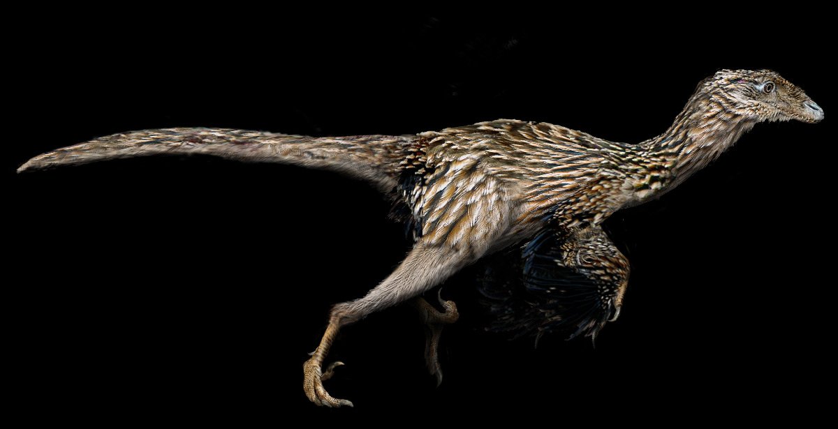В Китае обнаружен самый крупный крылатый динозавр
