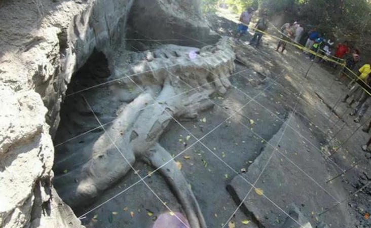 В Мексике нашли останки огромной древней акулы (фото)