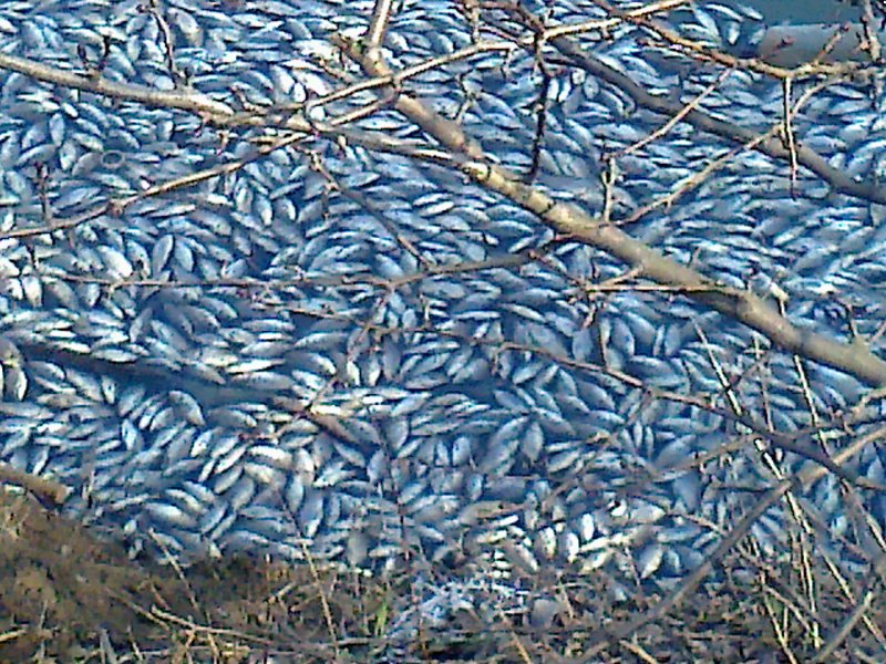 Экологическое бедствие в Ясиноватой: в местных прудах обнаружено много мертвой рыбы (ФОТО)