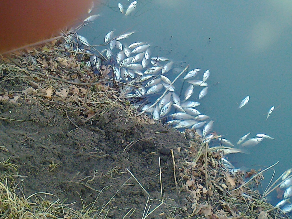 Экологическое бедствие в Ясиноватой: в местных прудах обнаружено много мертвой рыбы (ФОТО)
