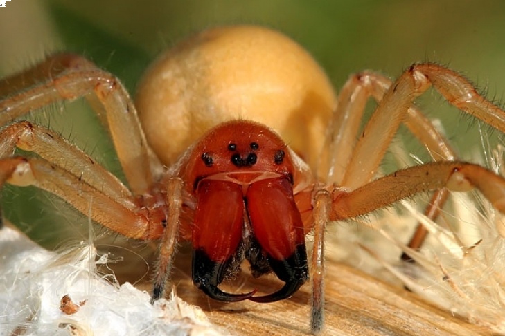 В Украине заметили пауков, укусы которых тяжело переносит человек