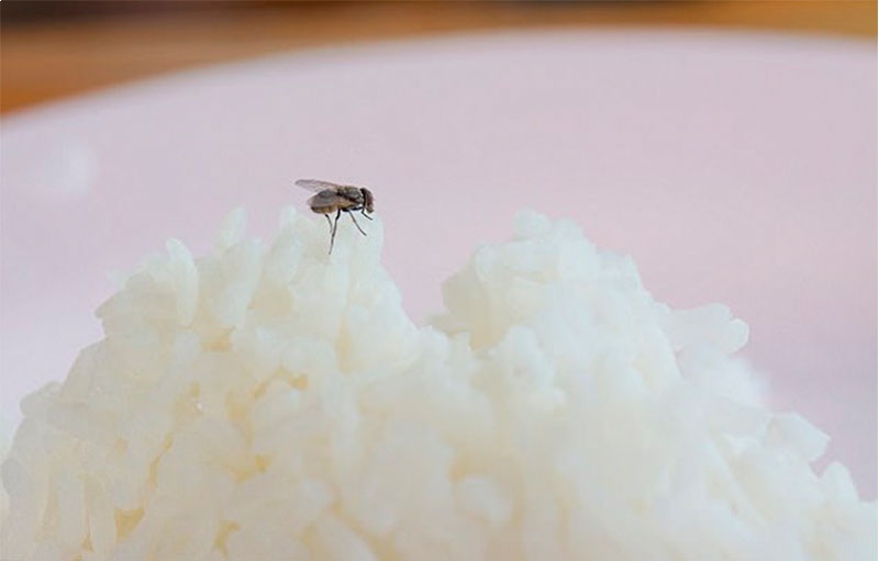 Есть 1 важная причина никогда не есть еду, на которую садилась муха