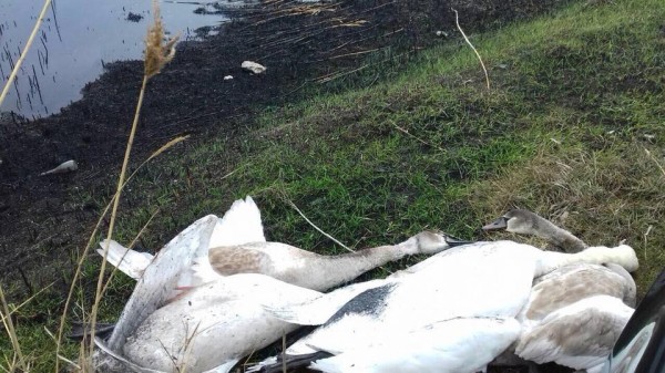 На Днепропетровщине браконьеры расстреляли прекрасных лебедей