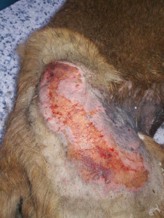 В Днепре живодеры изуродовали собаку кислотой (Фото)