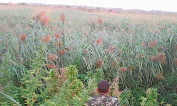 В Одесской обл. обнаружена плантация с 500 кустами конопли