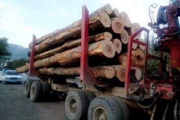 В Закарпатье массово вырезают лес - что не день то новая фура (ФОТО)