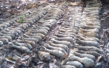 В киевской лесополосе найдено более 700 боеприпасов