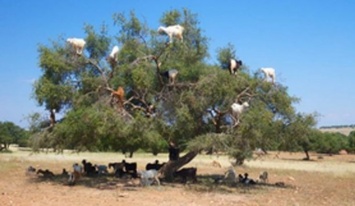 Глупые козы взобрались на дерево в поисках своего ужина