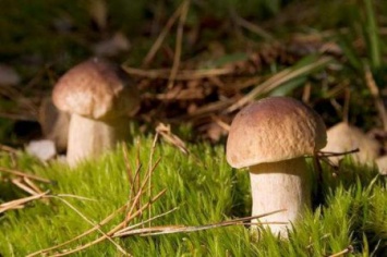 Самые злачные грибные места в Закарпатье: куда осенью идти на тихую охоту