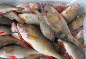 Рыбак в запорожском селе заплатит более 2000 гривен за незаконный улов