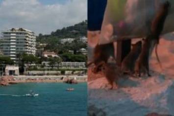 Франция: Пляжи Канн захватили крысы