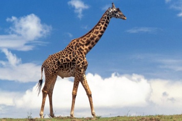 Ученые раскрыли тайну жирафов