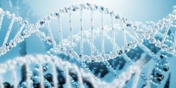Ученые: Обнаружены новые "гены бессмертия"