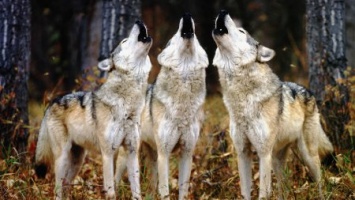 В Закарпатье нашествие волков: почему хищники спускаются к людям