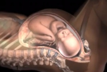 В Сети появилась анимация, как женское тело готовится к родам