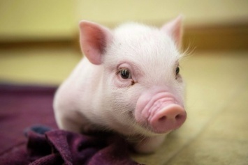 В Сумской области обнаружены очаги африканской чумы свиней