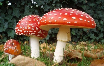 Дикорастущие грибы таят в себе опасность