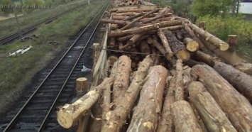 В Закарпатье пограничники обнаружили тайник в вагонах с лесом (ВИДЕО)