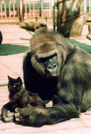 В зоопарке Великобритании обитает горилла, которая обожает котят