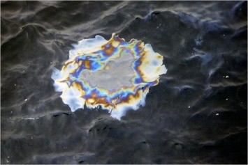 Ученые из МГУ создают биологический препарат для очистки морей от нефтепродуктов