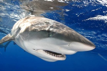 На Гавайских на двух мужчин напала акула