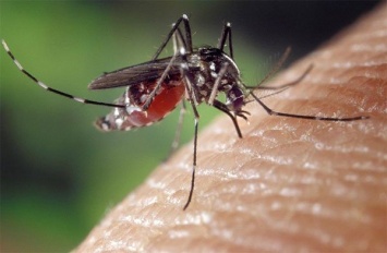 Российские ученые скрестили комаров из Италии и РФ для понимания процесса эволюции