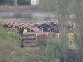 Зацените масштабы: в Мукачево лес-кругляк "пакуют" целыми ж/д составами (ФОТОФАКТ)