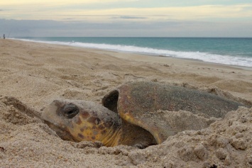 Новый вид гигантской черепахи обнаружен на Галапагосских островах